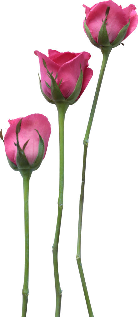 Three Long-Stemmed Pink Roses